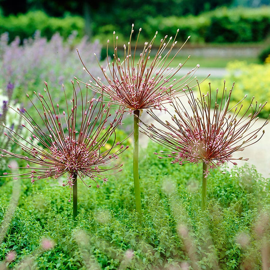 ALLIUM