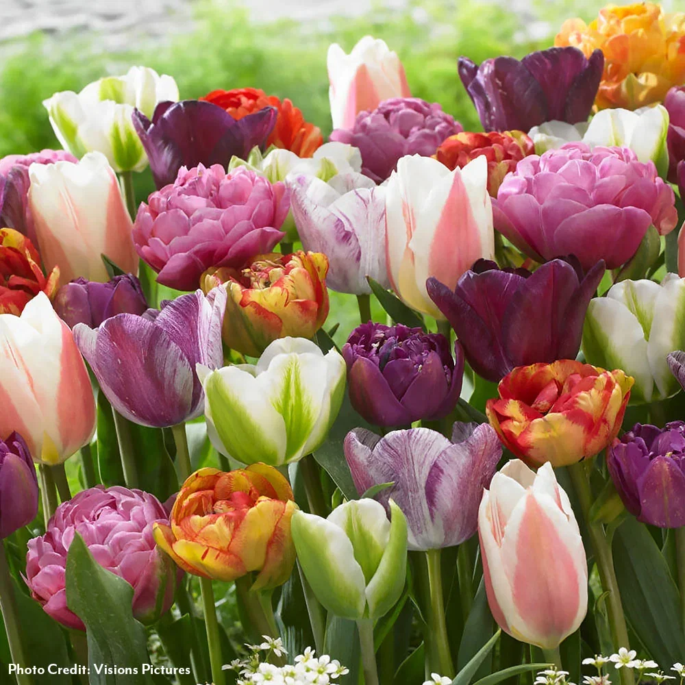 Tulips