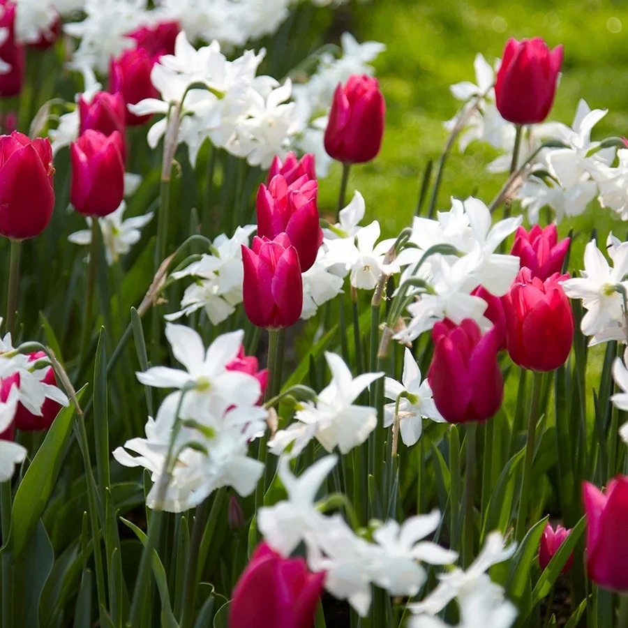 Bulb Mixes