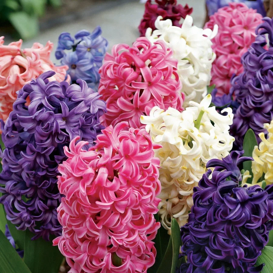 Hyacinth