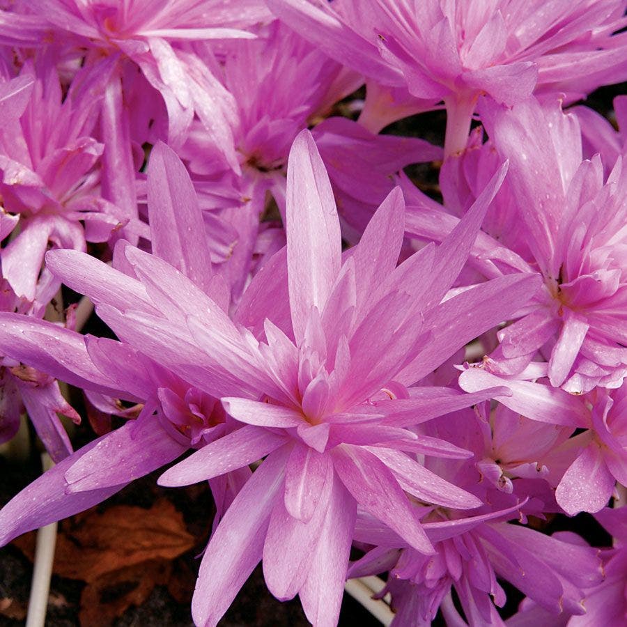 Crocus