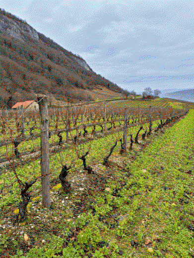 Domaine Bärtschi 3-Pack | Manicle Cru