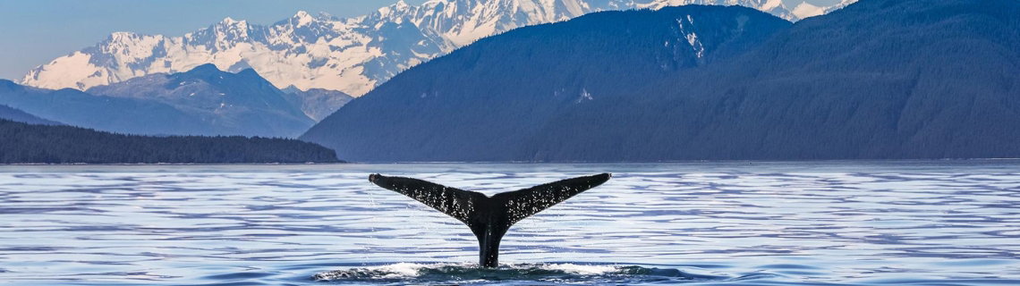 Explore Alaska shore excursions