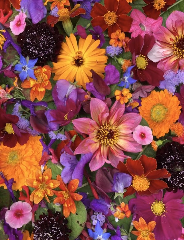 @katesinthegarden on Instagram