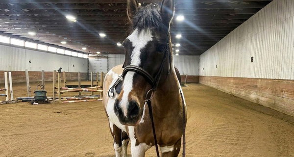 Horseback Riding Lessons at Eagle Lake Ranch