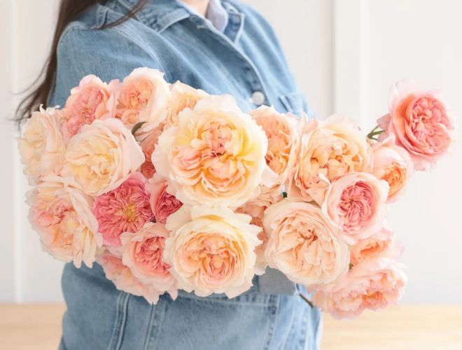 Garden Roses - Cotton Candy - $89