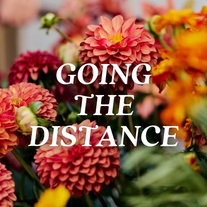 Our guide to keeping fall flowers alive, longer.