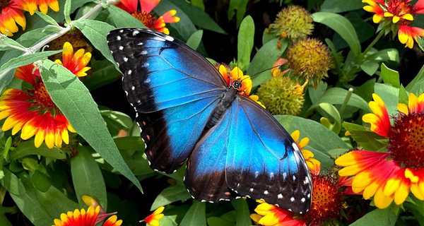 Immersive Butterfly Exhibit at Navy Pier