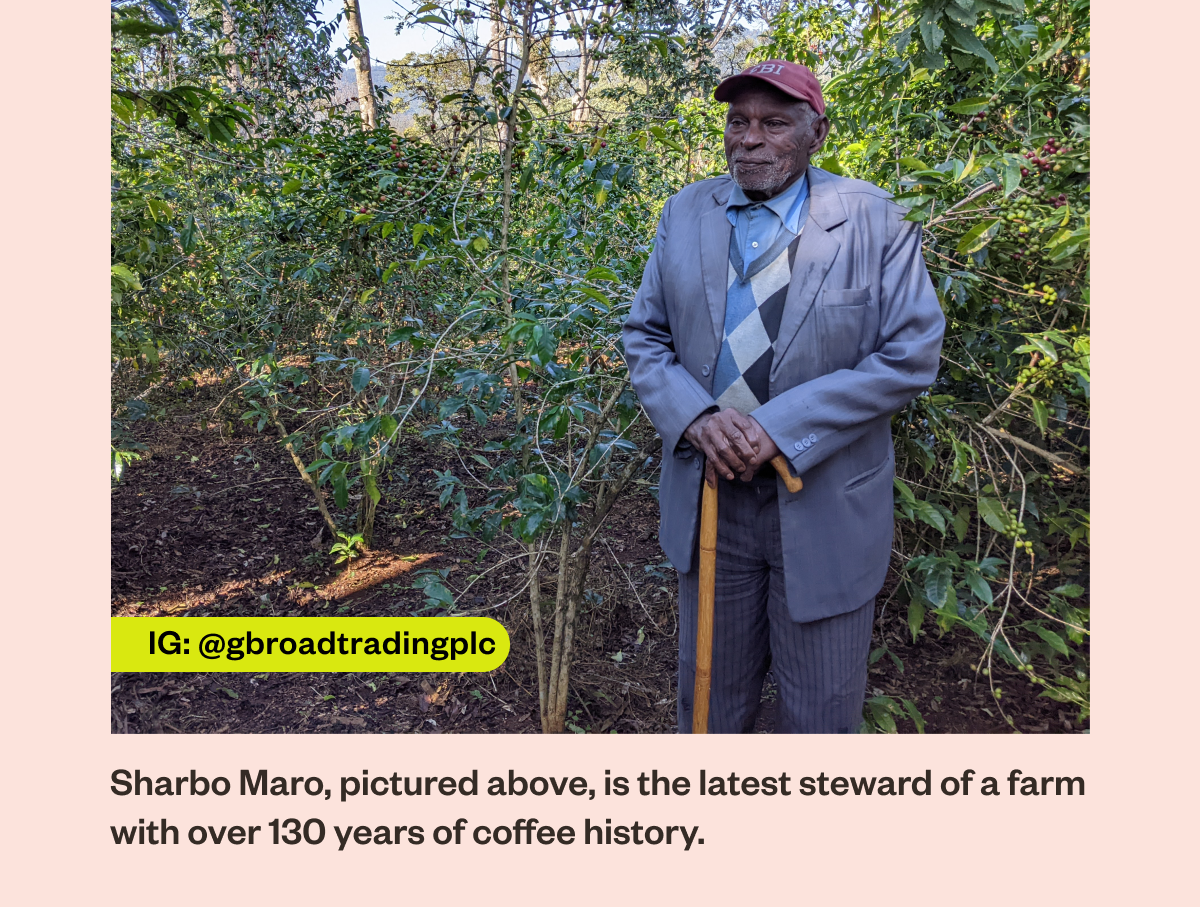 IG: @gbroadtradingplc Sharbo Maro pictured above, is the latest steward of a farm with over 130 years of coffee history.